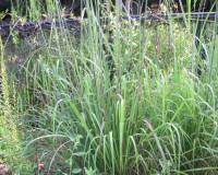 saccharum giganteus 9-10.jpg